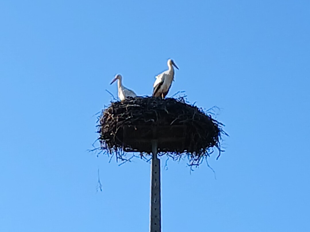 Koppel ooievaars in hun nest