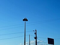 Ooievaarsnesten op oude electriciteitspalen?