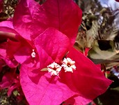 Bougainvillea