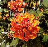 Wisselbloem