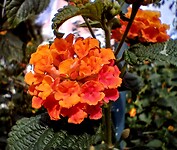 Wisselbloem oranje