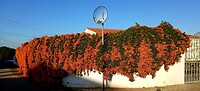 Muur belaaid met 'Vlamtrompet'