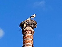 Nest met ooievaren