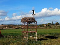 Ooievaar verlaat zijn nest naast de grote baan