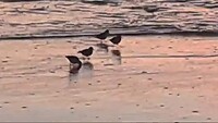 Strandlopers