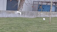 Witte kleine reigers midden in een stad