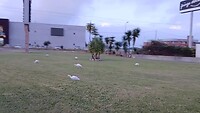 Nog meer kleine witte reigers