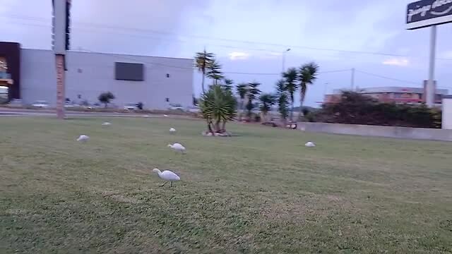 Nog meer kleine witte reigers