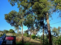 Kurkeiken