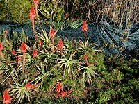 Aloë Arborescens