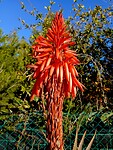 Bloem van Aloë Arborescens