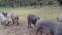 Iberische zwarte varkens voederen zich met de eikels van de kurkeneiken