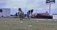 Kleine witte reigers midden in de stad
