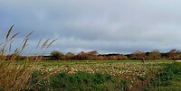 Meloen-plantage