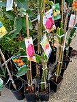 Drakenfruit-plantje