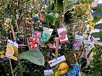 Exotische planten