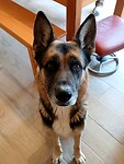 Bedelende Max