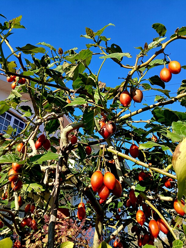 Tamarillo