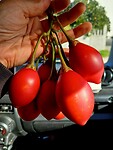 Rijpe vruchten van Tamarillo