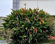 Strelitzia - Paradijsvogelbloem