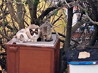 Verschillende katten steeds rond een kattenhok