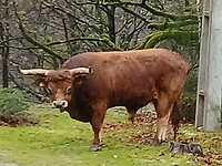 Stier met ferme horens