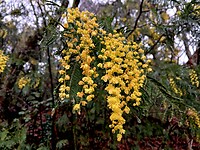 Mimosa-bloem