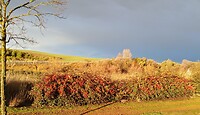 Rood in avondgloed
