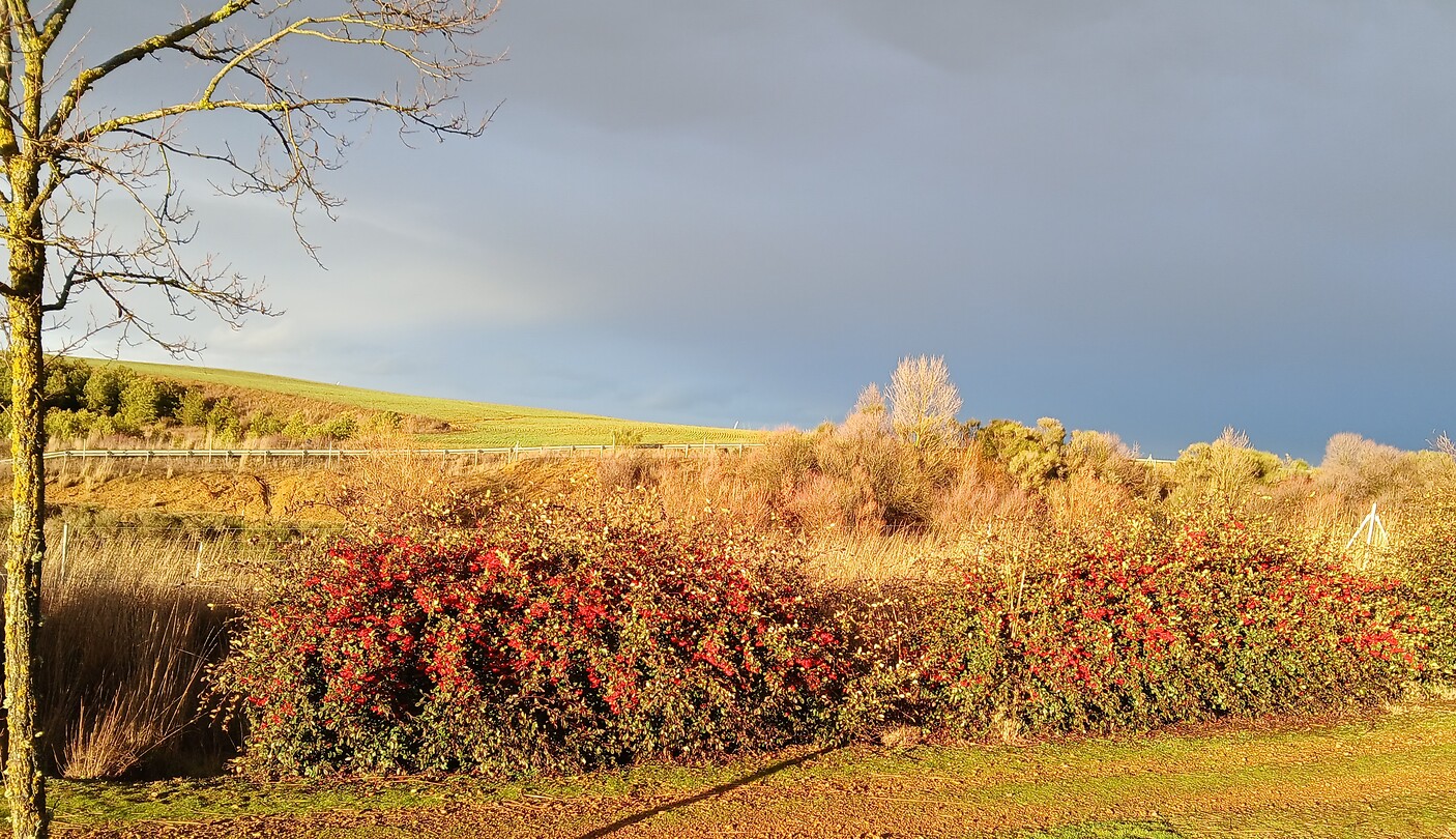Rood in avondgloed