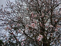 Amandelbloesems