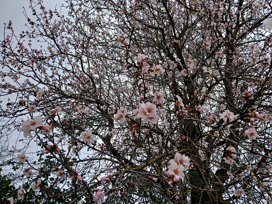 Amandelbloesems