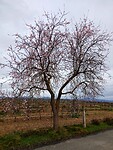 Amandelboom mooi in bloei