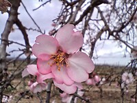 Amandelbloem