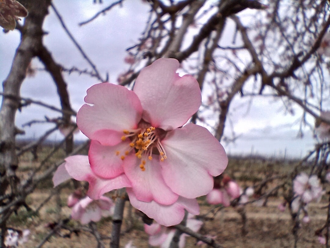 Amandelbloem