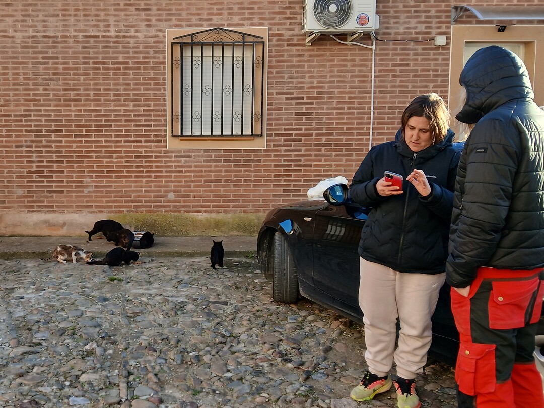 Vrouw geeft elke dag eten aan de straatkatten