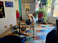 Hond ziet mij alweer als speelkameraad