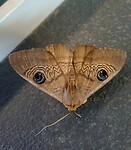 Granny Moth
