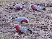 Roze Kaketoes