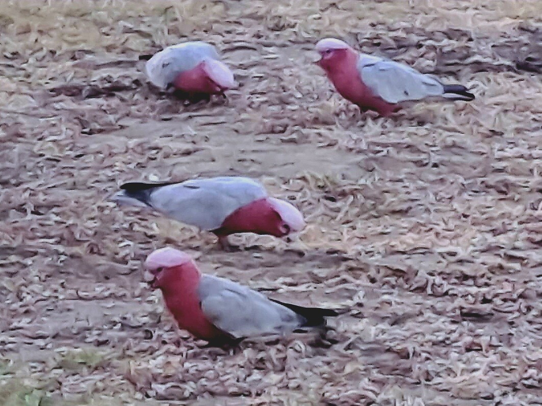 Roze Kaketoes