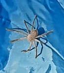 Huntsman wilt er niet af