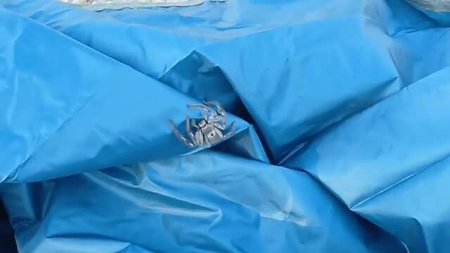 Wat een grote spin op ons tentzeil!