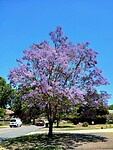 Jacaranda tree