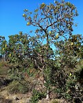 Banksia Tree