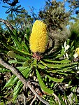 Candlestick Banksia