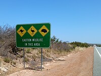 Watch out for kangaroos, emoes and enchidas.