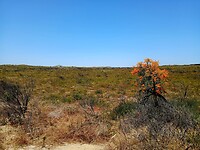 Sporen van brand tot sowieso aan Pinnacles Desert