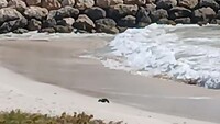 Baby zeehondje komt het strand op