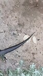Black skink
