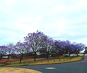 Een groep Jacarandas