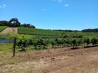 Wijngaarden van Margaret River